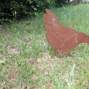 Poule qui picore