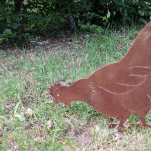 Poule qui picore